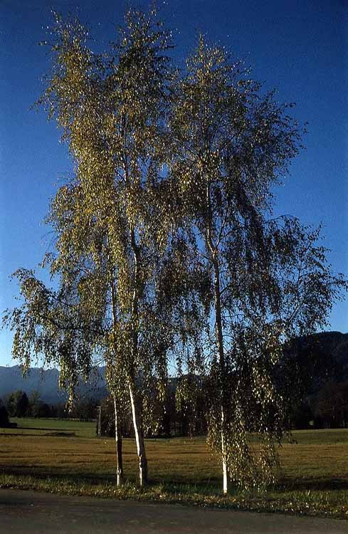 Zwiesel und Blomberg am 12.11.1978